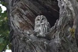 Ugglor i Tinnerö Eklandskap