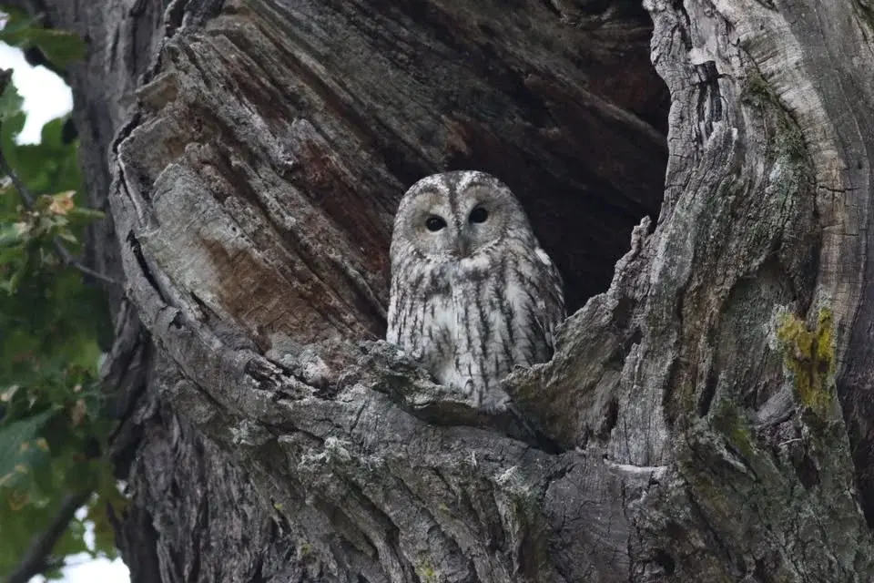 Ugglor i Tinnerö Eklandskap