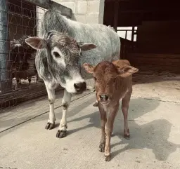 Opening Day-Elsa & Anna's Birthday Celebration!