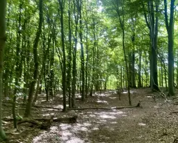 Oxie med omnejd-rundan