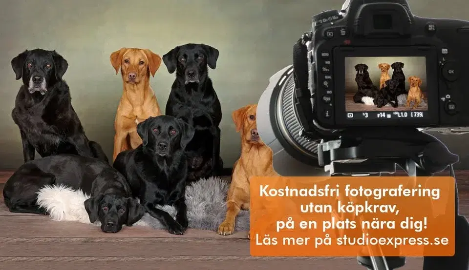 Arken Zoo Stockholm Sollentuna Häggvik - Kostnadsfri djur-, barn- och familjefotografering