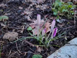 Bagisodlarnas årsmöte 2026