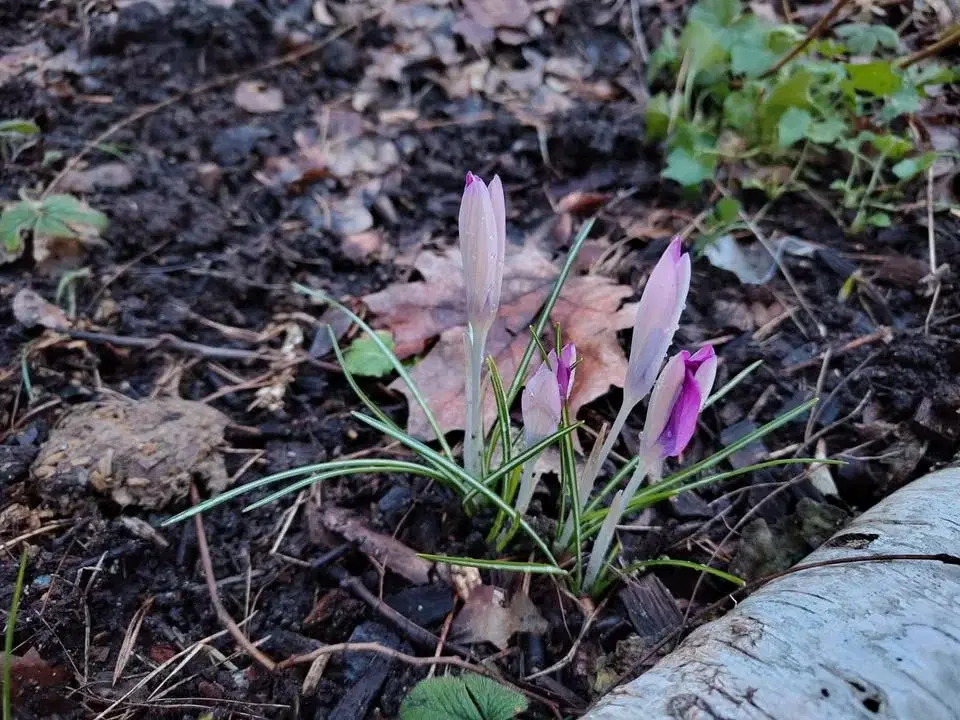 Bagisodlarnas årsmöte 2026