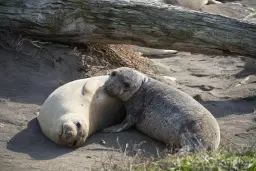 Bucket List Adventure: Seals of Año Nuevo Guided Coastal Hike & Picnic
