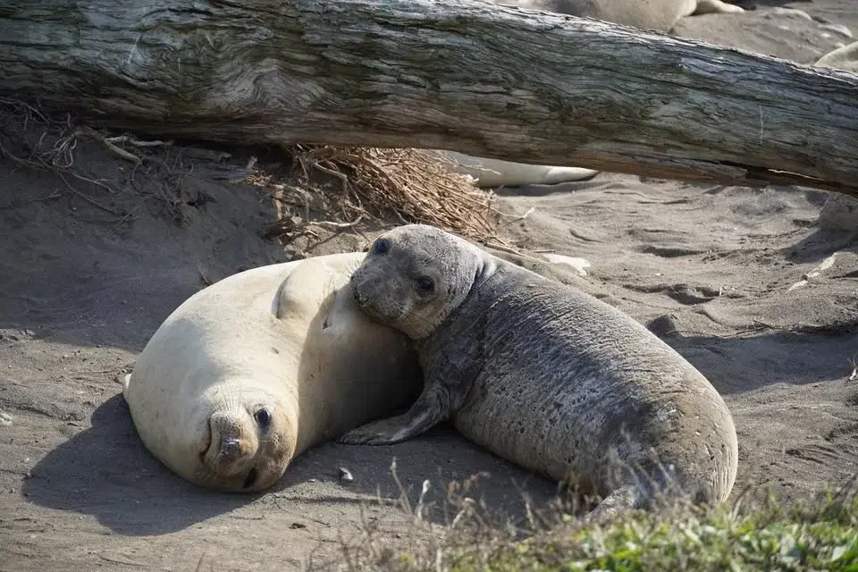 Bucket List Adventure: Seals of Año Nuevo Guided Coastal Hike & Picnic