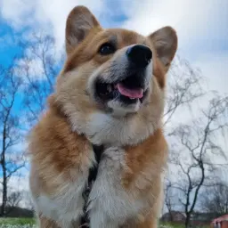 Hundpromenad i Klåveröd