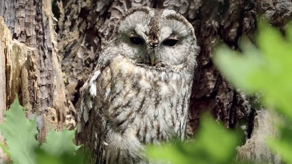 Fågelpromenader i Kungliga nationalstadsparken