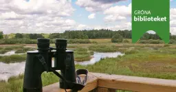 Våtmarker, ängar och fladdermöss