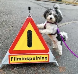 Filmstjärnehunden (vi är inomhus)