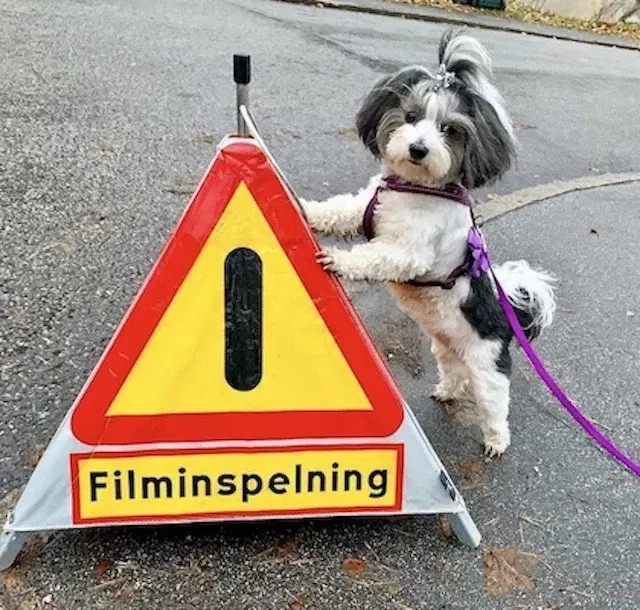 Filmstjärnehunden (vi är inomhus)