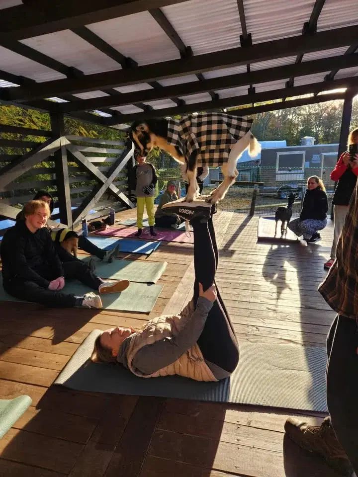 Goat Yoga
