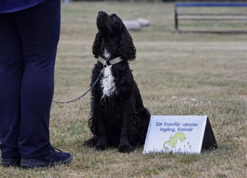 Temakväll Rallylydnad