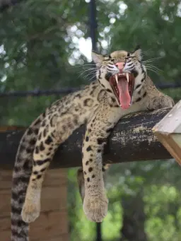 Walk on the Wild Side