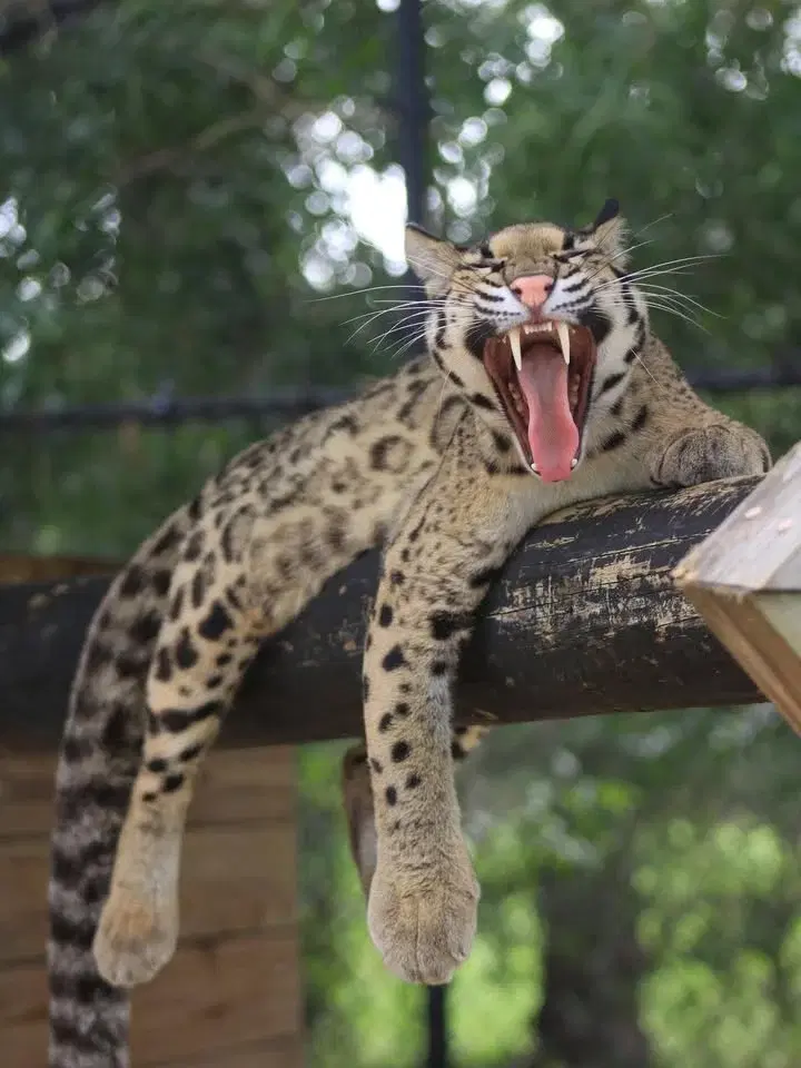 Walk on the Wild Side