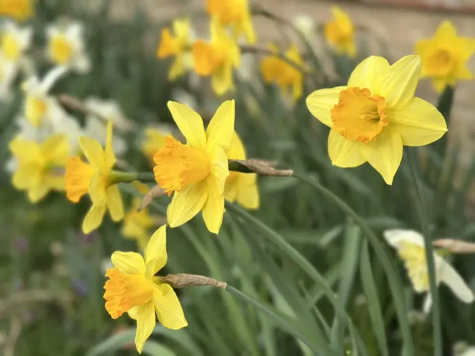 Thriplow Daffodil Weekend & Country Fair 2026