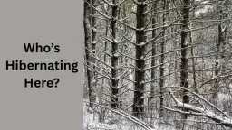 Who’s Hibernating Here?