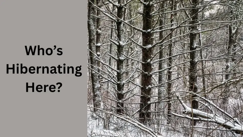 Who’s Hibernating Here?