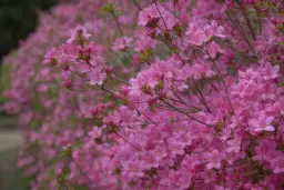 Blossom: Walk and Talk