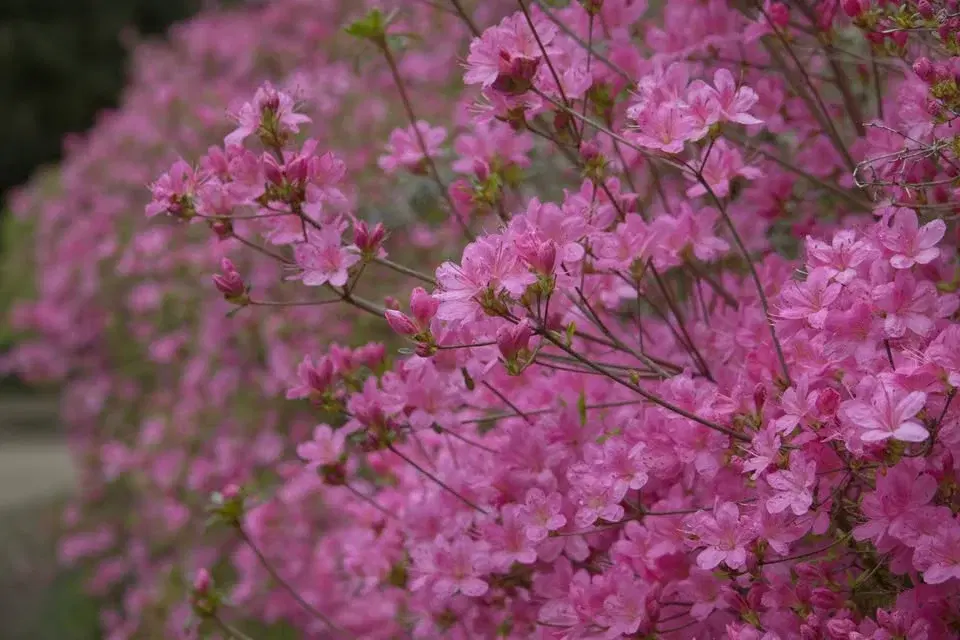 Blossom: Walk and Talk