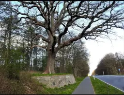 SK-AL Cannonball "Den store Eg"