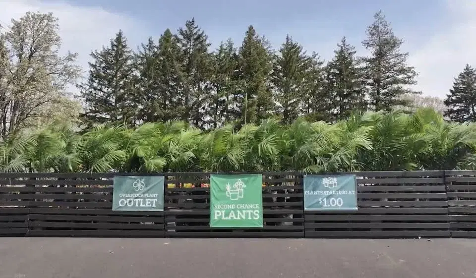 Second Chance Plants WILLOW GROVE, PA - Grand Opening Weekend