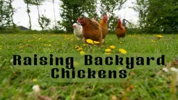 Raising Backyard Chickens -FREE
