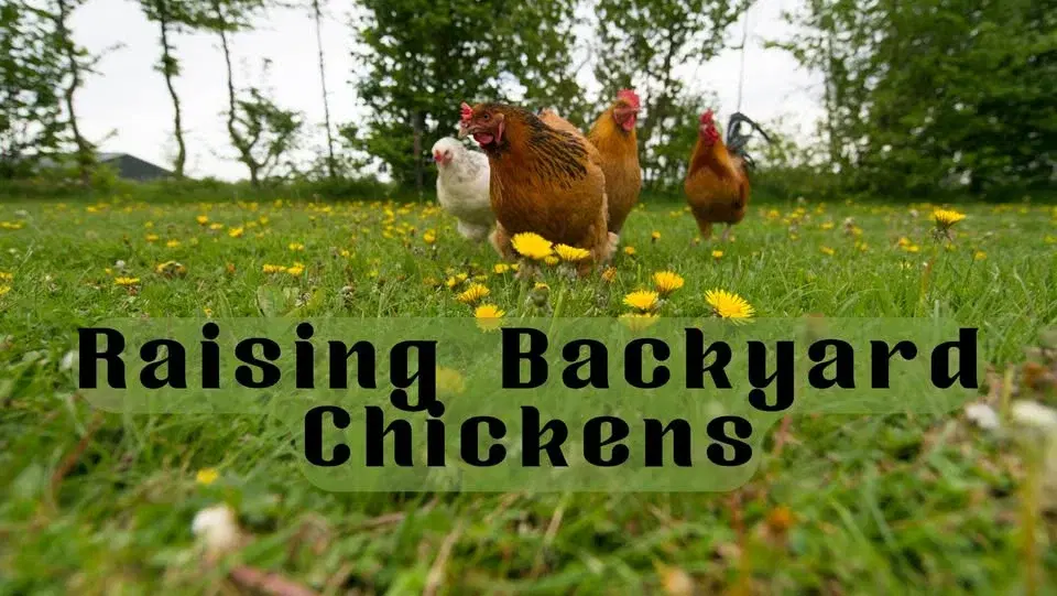 Raising Backyard Chickens -FREE