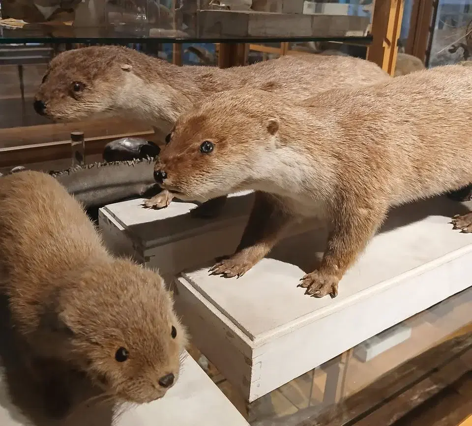 Öppen visning av Fågel, fisk och all däremellan