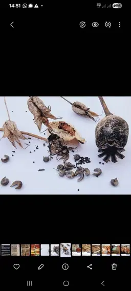 Frödag på Holma Folkhögskola