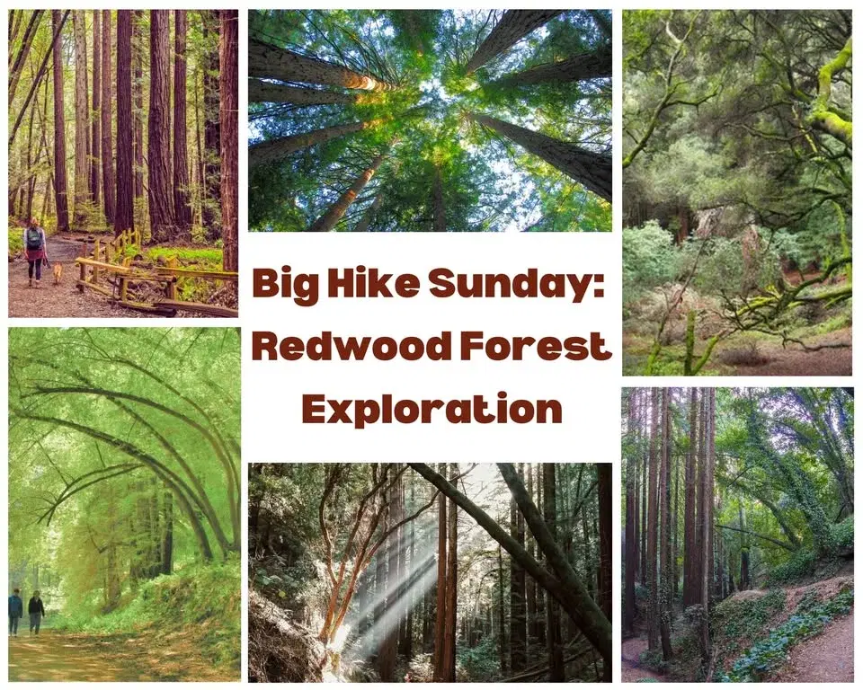 Big Hike Sunday: East Bay’s Redwood Forest