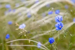 Belső HangOm- "Tavaszodó"