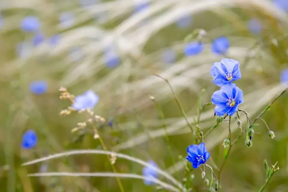 Belső HangOm- "Tavaszodó"