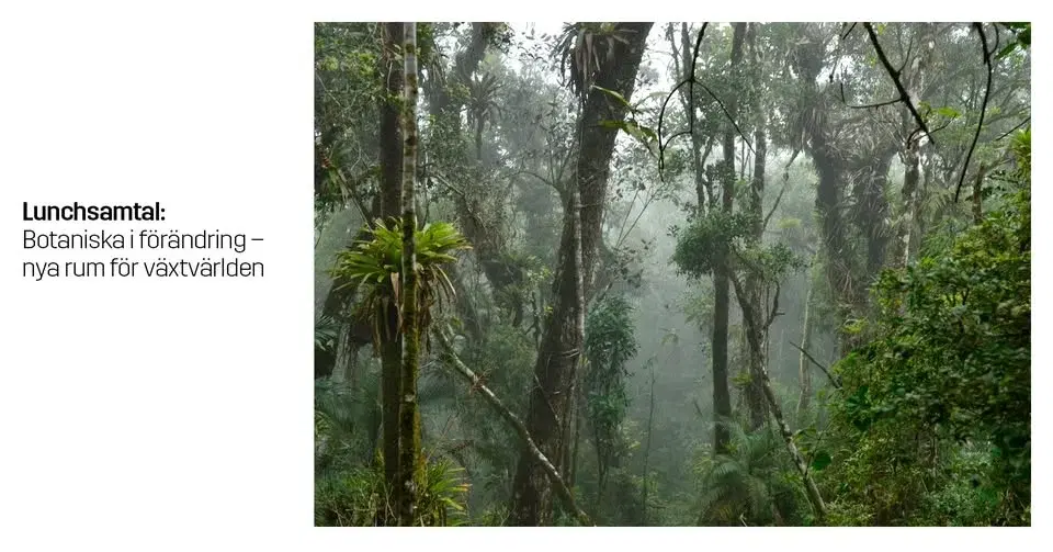 Lunchsamtal: Botaniska i förändring – nya rum för växtvärlden