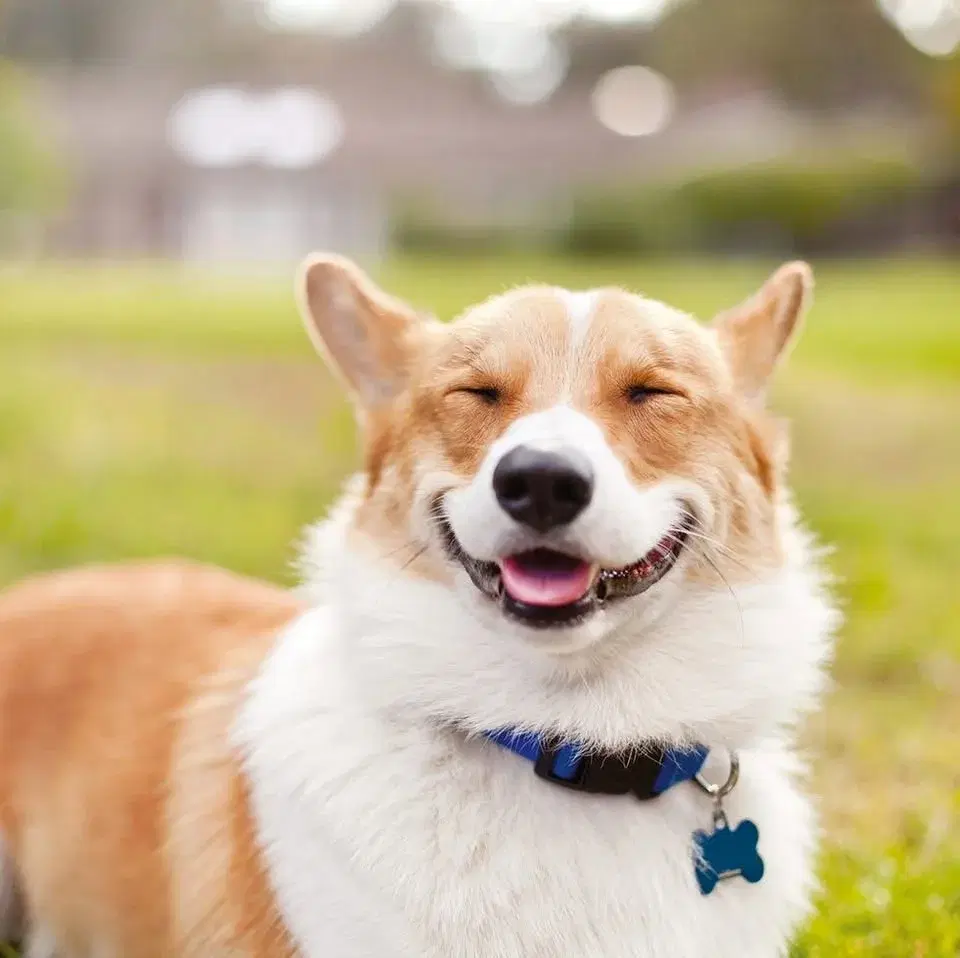 Mothers Day Fun Dog Show *free parking, free entry* £3 per class or two for £5