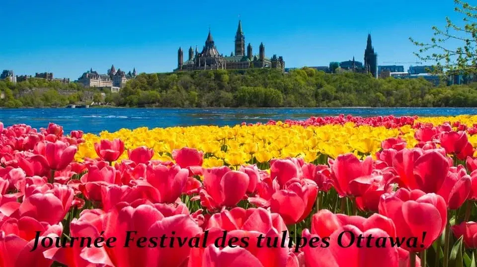 Journée Festival des Tulipes & Croisière à Ottawa