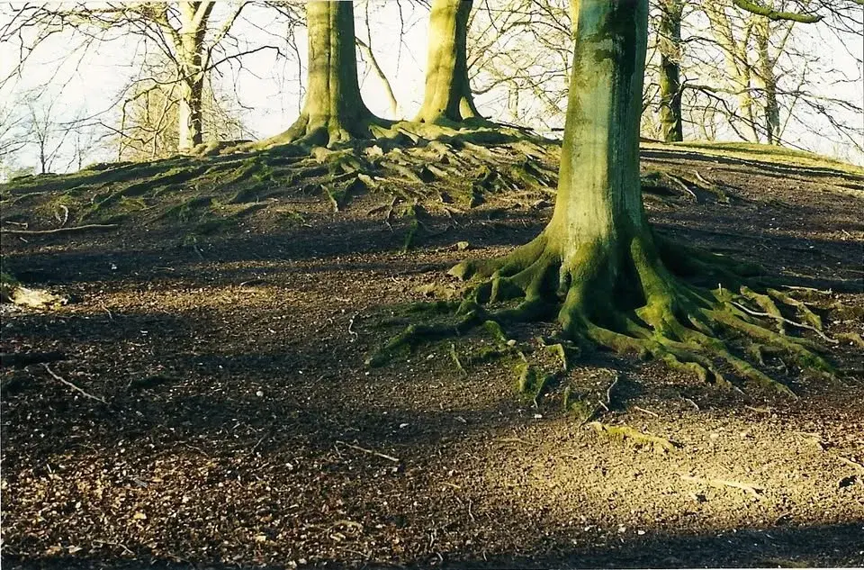 BAN - 'Bonsaiskole 12'