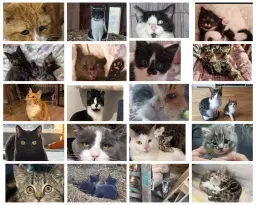 Cat patrol Easter Fair