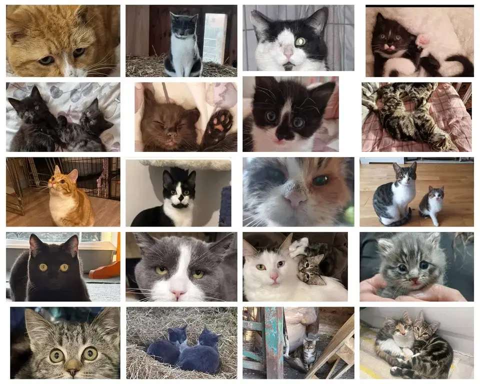 Cat patrol Easter Fair