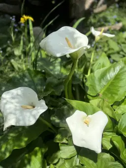 Shoden Reiki Level 1