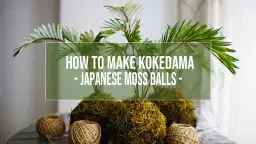 Kokedama & Cocktails At Apothecary Brewery 🌿🍹