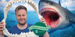 Allt om hajar och valar