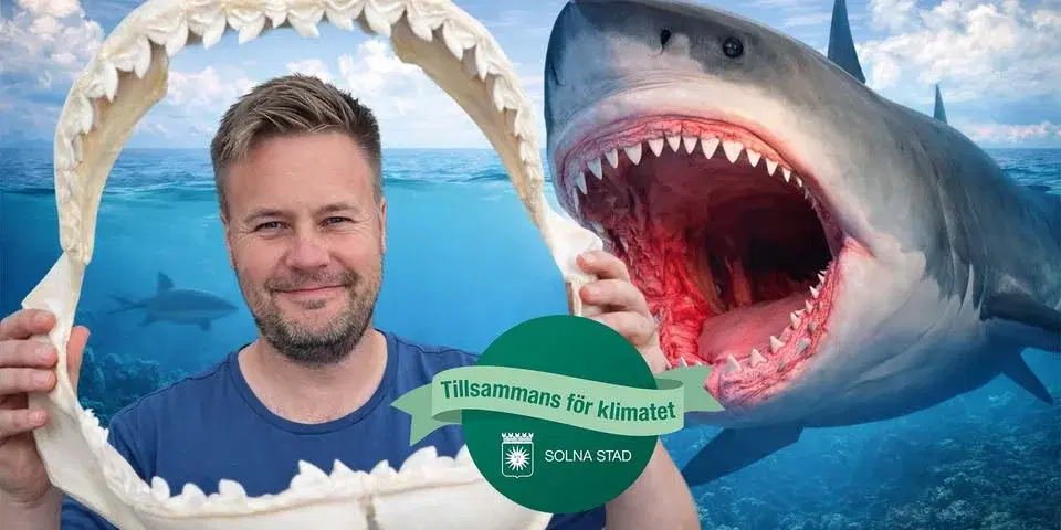 Allt om hajar och valar